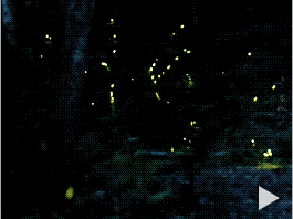 Fireflies in the great Smokey Mountains