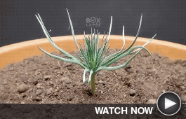 A pine tree sprout grows needles from its seed