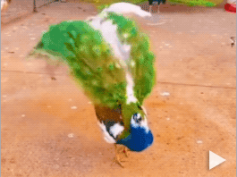 A peacock unfurls his feathers